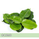 Lemon Leaf-檸檬葉 Lemon Leaf-檸檬葉